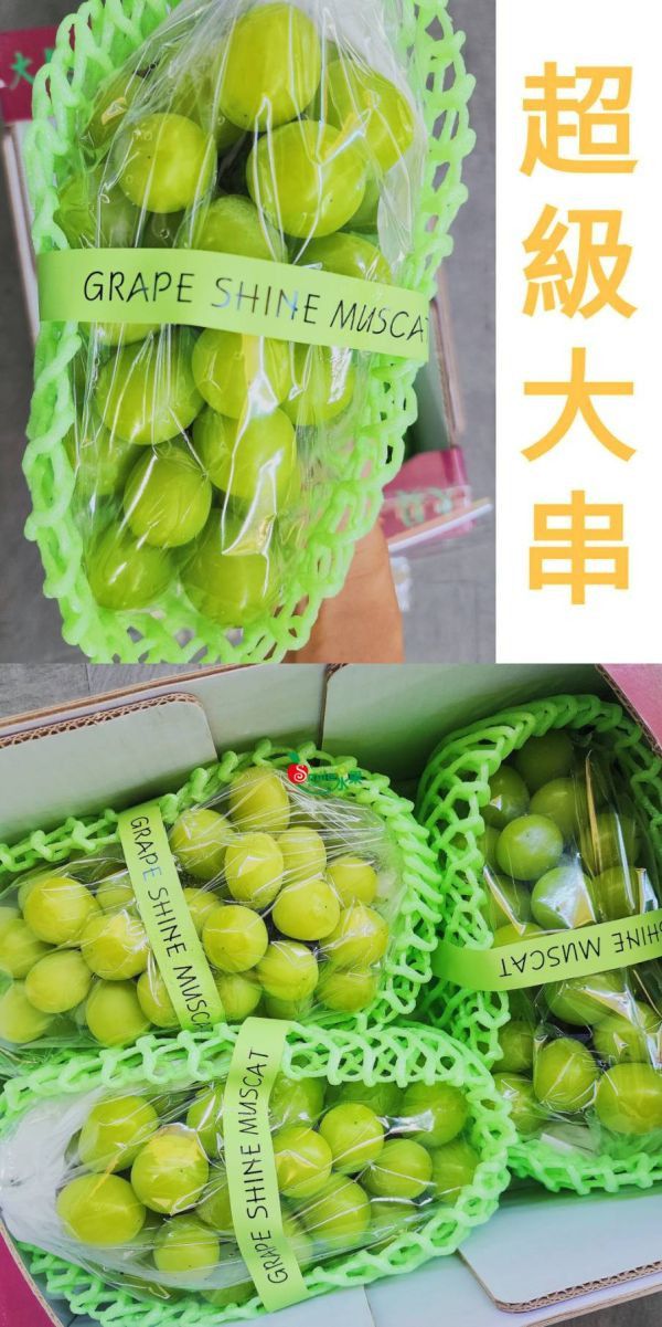 直播 韓國麝香葡萄 