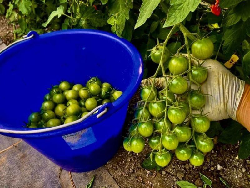 溫室彩虹小番茄 - 不施農藥的健康好選擇 