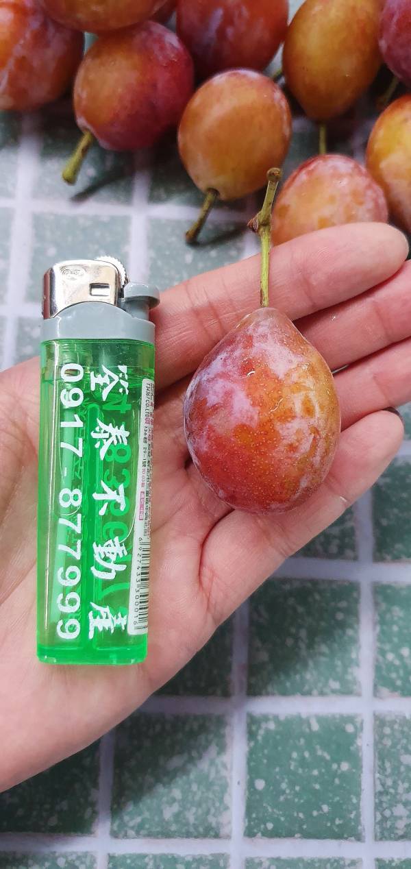 智利 蜜糖棗-佈滿蜜點點 好好吃的甜蜜 