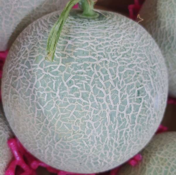 台灣哈密瓜-七股香-媲美北海道哈密瓜 