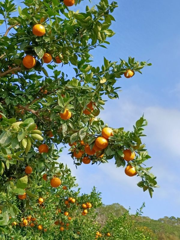 (預購-12月中出貨)苗栗爆汁帝王柑 