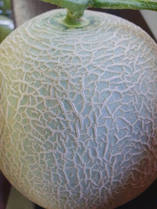 台灣哈密瓜-七股香-媲美北海道哈密瓜 