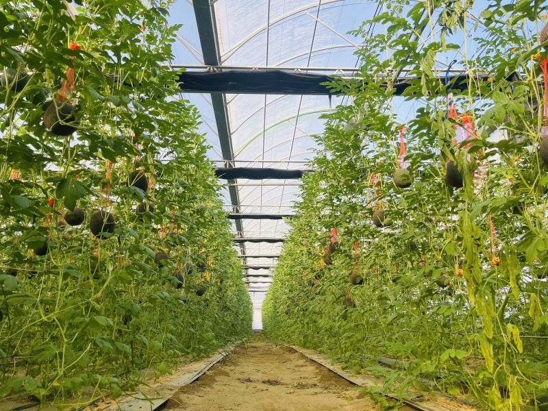 黑皮西瓜-好好吃唷 