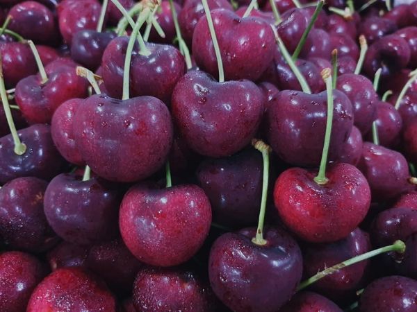 智利黑櫻4JD櫻桃-超級巨無霸 