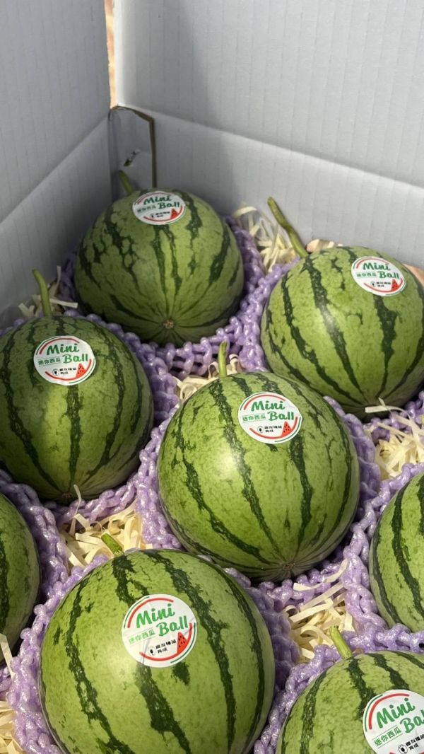 (預購6月中後)迷你西瓜-好好吃唷 
