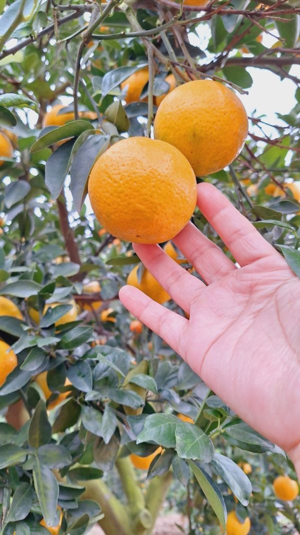 (預購-12月中出貨)苗栗爆汁帝王柑 