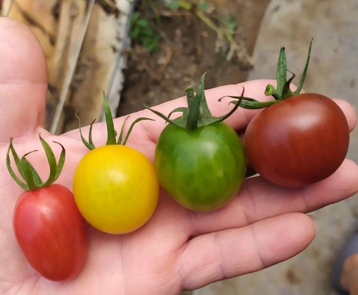 溫室彩虹小番茄 - 不施農藥的健康好選擇 