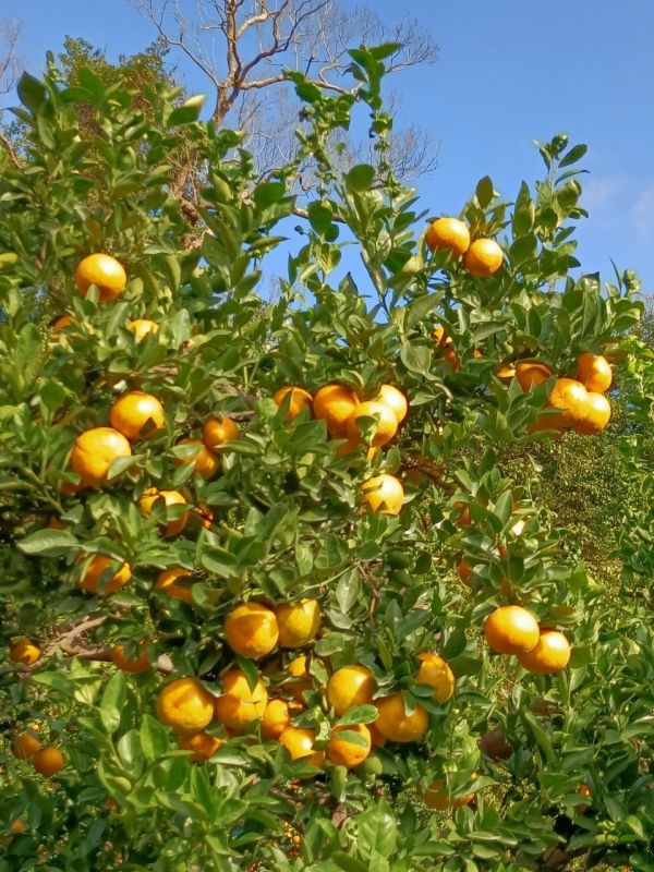 (預購-12月中出貨)苗栗爆汁帝王柑 