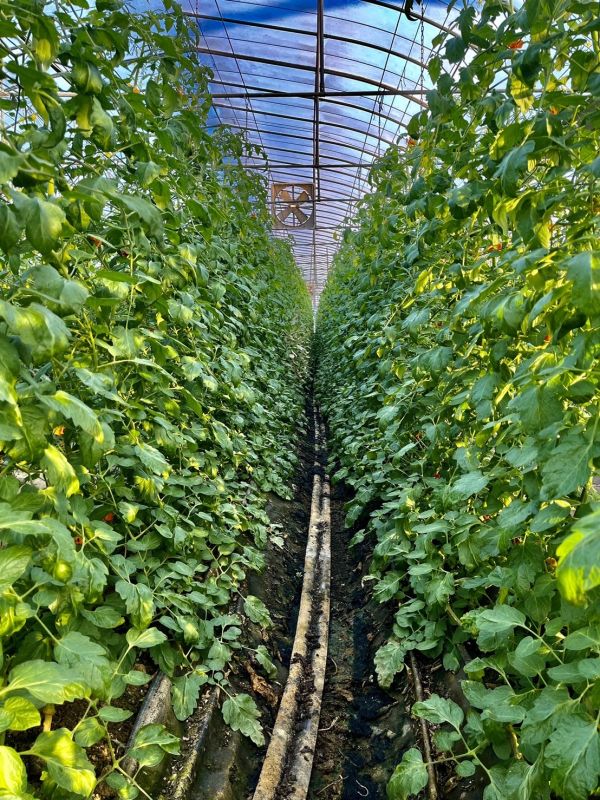 溫室彩虹小番茄 - 不施農藥的健康好選擇 