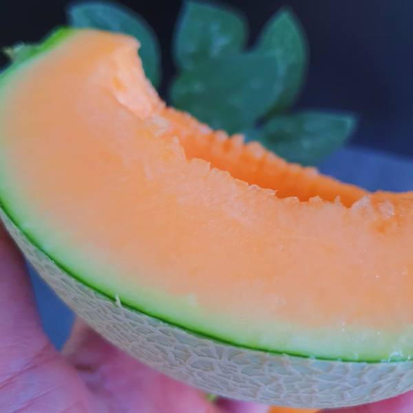 台灣哈密瓜-七股香-媲美北海道哈密瓜 