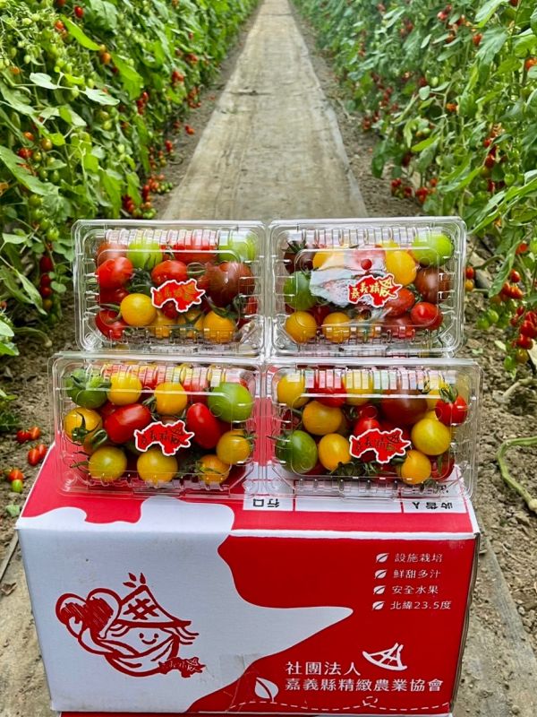 溫室彩虹小番茄 - 不施農藥的健康好選擇 