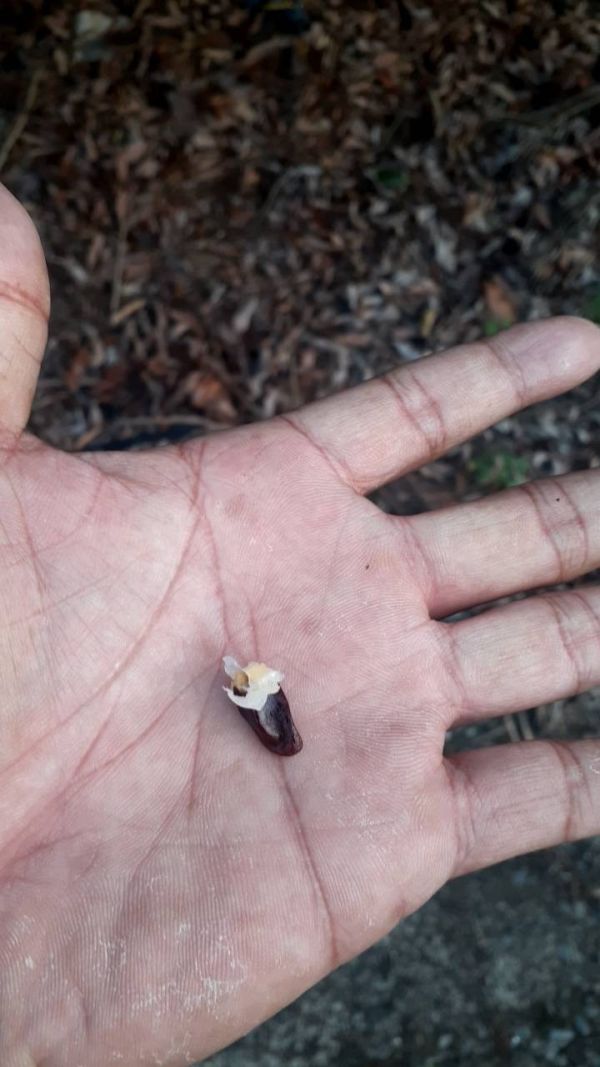 旺荔荔枝｜全台獨家品種・甜度20度 Smile水果,微笑甜果,旺荔,旺荔荔枝,台農2號,獨家荔枝品種,荔枝宅配,高甜度荔枝,產地直送荔枝,荔枝禮盒,送禮水果,旺荔 玉荷包