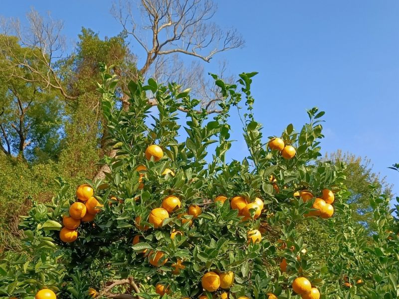 (預購-12月中出貨)苗栗爆汁帝王柑 