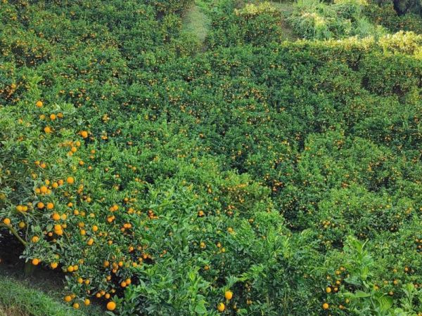 直播 蜂蜜老叢柳丁 超香超好吃 老欉柳丁、自然熟成柳丁、皮薄柳丁、無毒柳丁、台灣柳丁、濃香柳丁、天然水果、健康水果、維C補充、季節水果