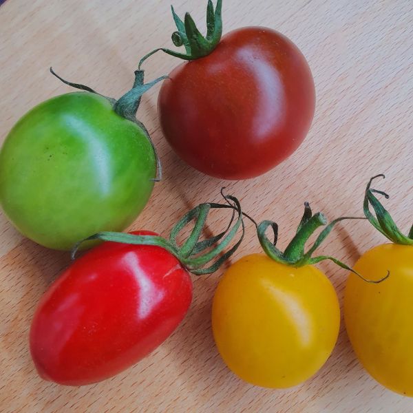 溫室彩虹小番茄 - 不施農藥的健康好選擇 