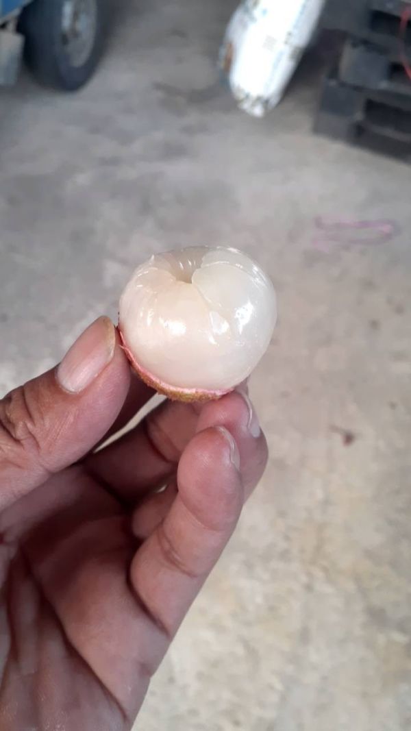 旺荔荔枝｜全台獨家品種・甜度20度 Smile水果,微笑甜果,旺荔,旺荔荔枝,台農2號,獨家荔枝品種,荔枝宅配,高甜度荔枝,產地直送荔枝,荔枝禮盒,送禮水果,旺荔 玉荷包