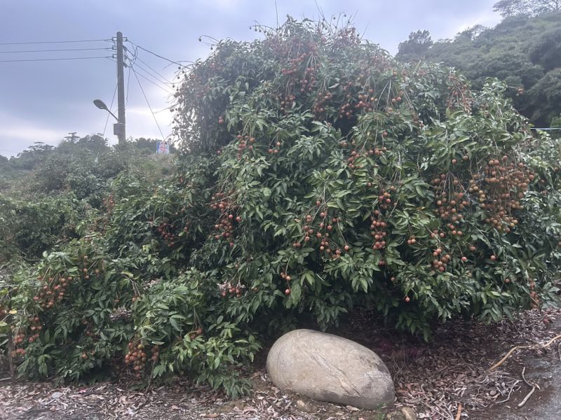 旺荔荔枝｜全台獨家品種・甜度20度 Smile水果,微笑甜果,旺荔,旺荔荔枝,台農2號,獨家荔枝品種,荔枝宅配,高甜度荔枝,產地直送荔枝,荔枝禮盒,送禮水果,旺荔 玉荷包