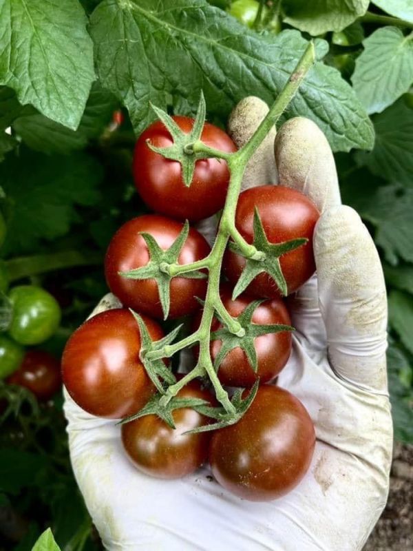 溫室彩虹小番茄 - 不施農藥的健康好選擇 