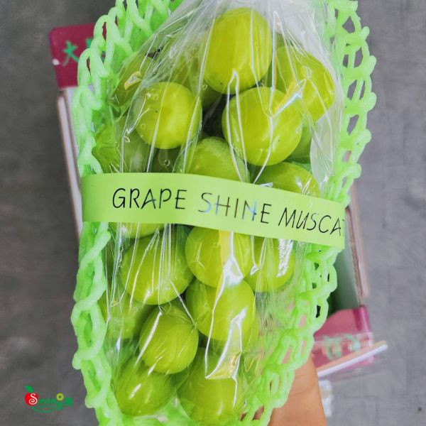 直播 韓國麝香葡萄 
