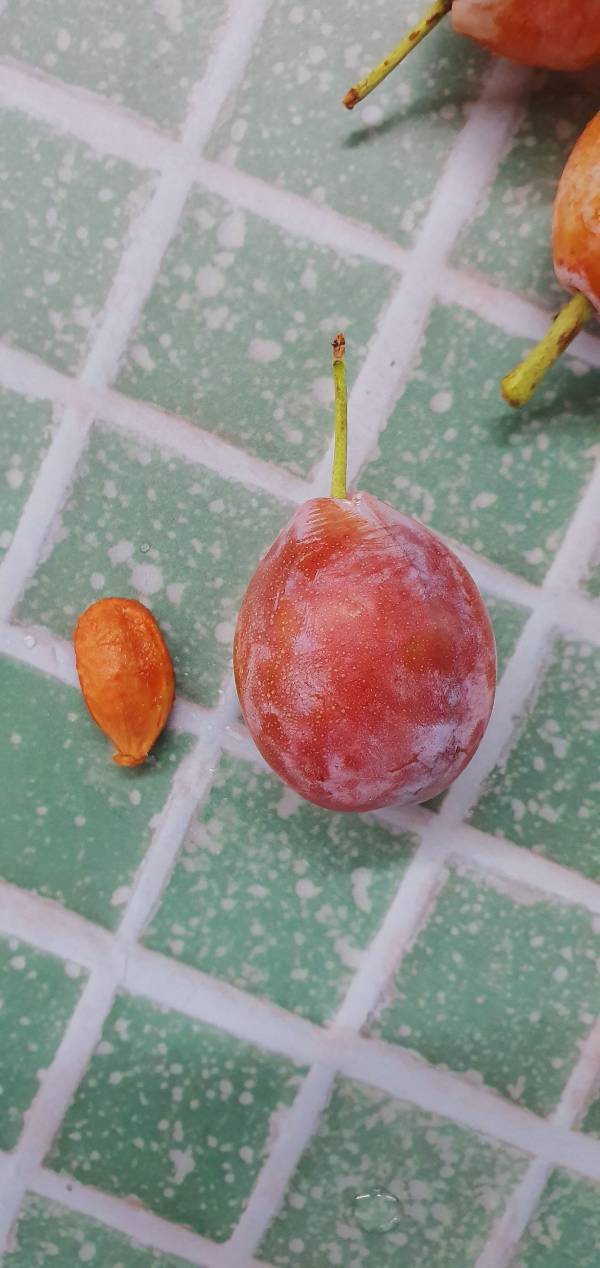 智利 蜜糖棗-佈滿蜜點點 好好吃的甜蜜 