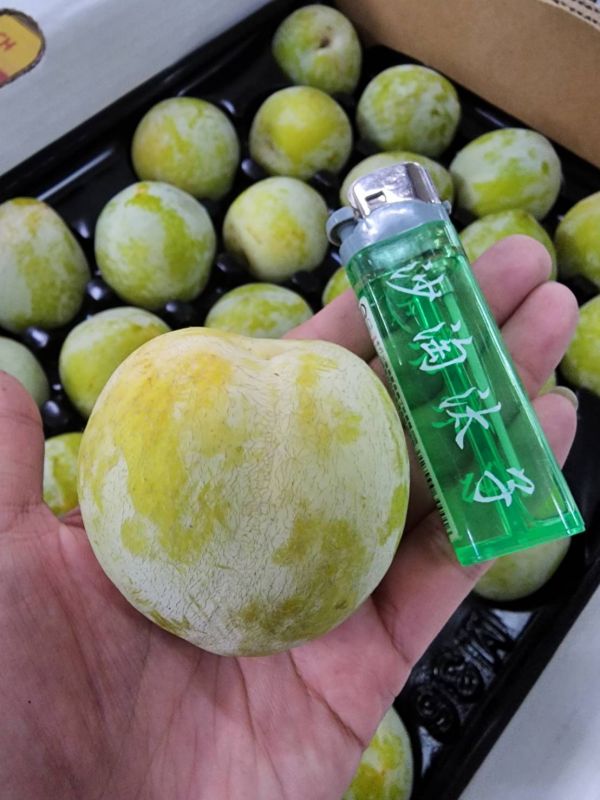 美國 恐龍蛋 李(免運)-螞蟻人最愛 