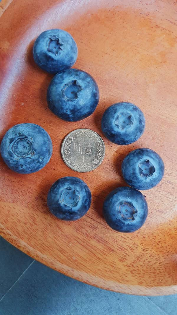 祕魯藍莓(管狀) 美國藍莓, 藍莓空運, 新鮮藍莓推薦, 進口藍莓, 冷藏藍莓宅配, 花青素水果, 健康水果, 藍莓團購, 藍莓禮盒, 小朋友適合的水果