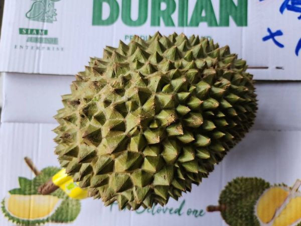 直播 越南 干堯 榴槤 