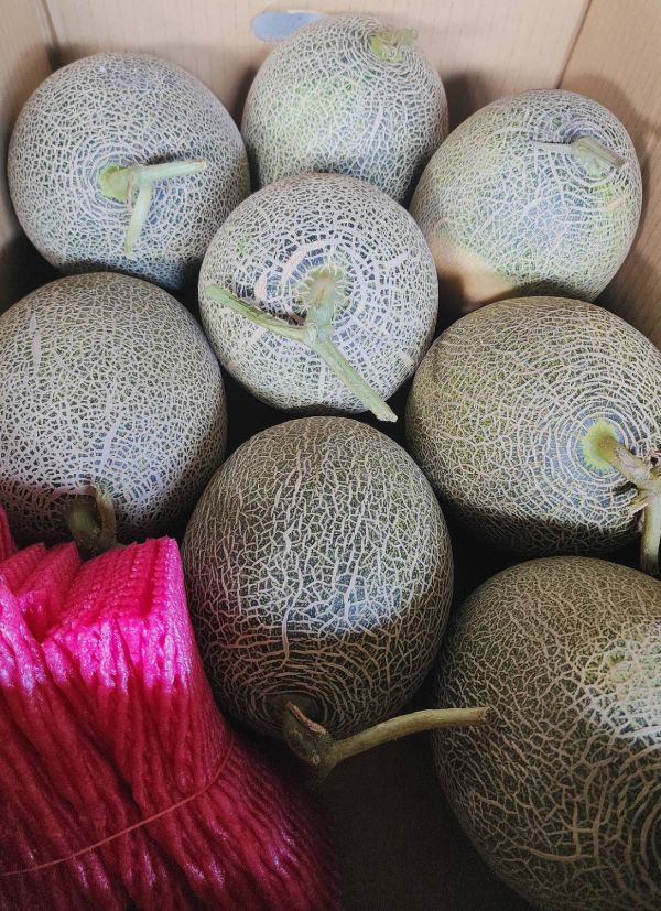 台灣 卡蜜拉哈蜜瓜 卡蜜拉哈蜜瓜, 台南哈蜜瓜, 戶外種植哈蜜瓜, 新品種哈密瓜, 香甜脆口, 甘蔗香, 台南將軍水果, 夏季水果, Smile水果, 果香清甜, 甜而不膩, 高品質水果宅配