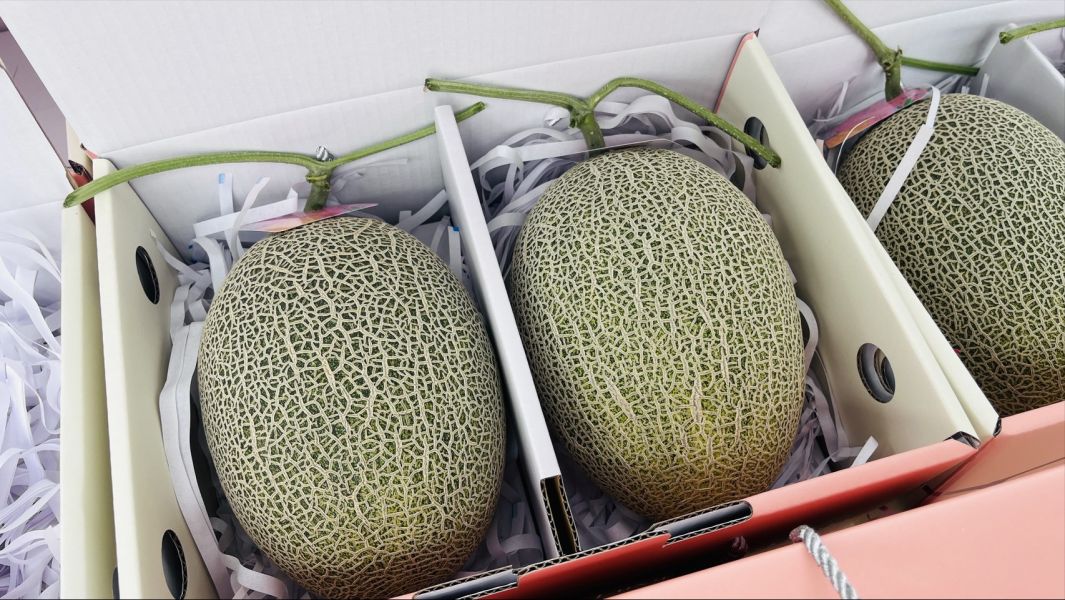 台灣溫室卡蜜拉哈蜜瓜 台灣卡蜜拉哈密瓜,
卡蜜拉哈密瓜,
台灣哈密瓜推薦,
溫室哈密瓜,
高甜度哈密瓜,
送禮水果推薦,
Smile水果,
水果宅配