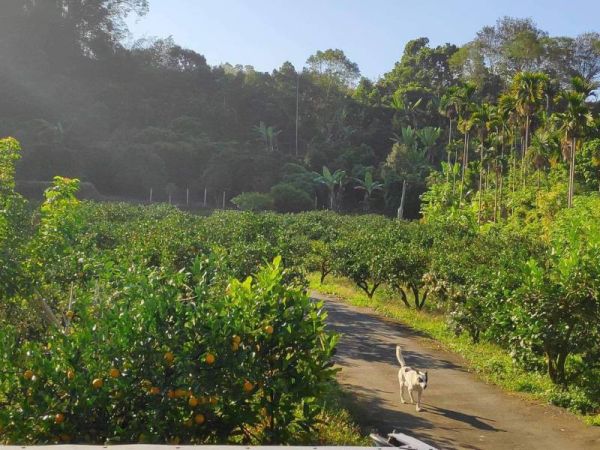 直播 蜂蜜老叢柳丁 超香超好吃 老欉柳丁、自然熟成柳丁、皮薄柳丁、無毒柳丁、台灣柳丁、濃香柳丁、天然水果、健康水果、維C補充、季節水果