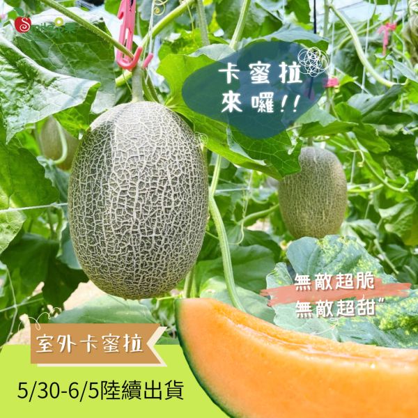 台灣 卡蜜拉哈蜜瓜 卡蜜拉哈蜜瓜, 台南哈蜜瓜, 戶外種植哈蜜瓜, 新品種哈密瓜, 香甜脆口, 甘蔗香, 台南將軍水果, 夏季水果, Smile水果, 果香清甜, 甜而不膩, 高品質水果宅配