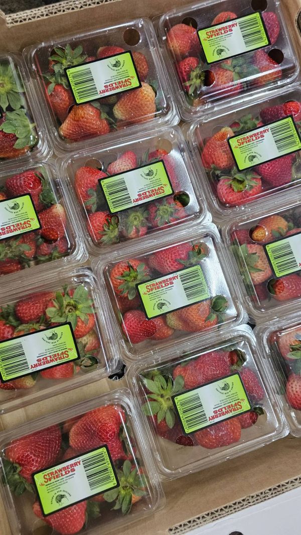 紐西蘭好吃草莓 