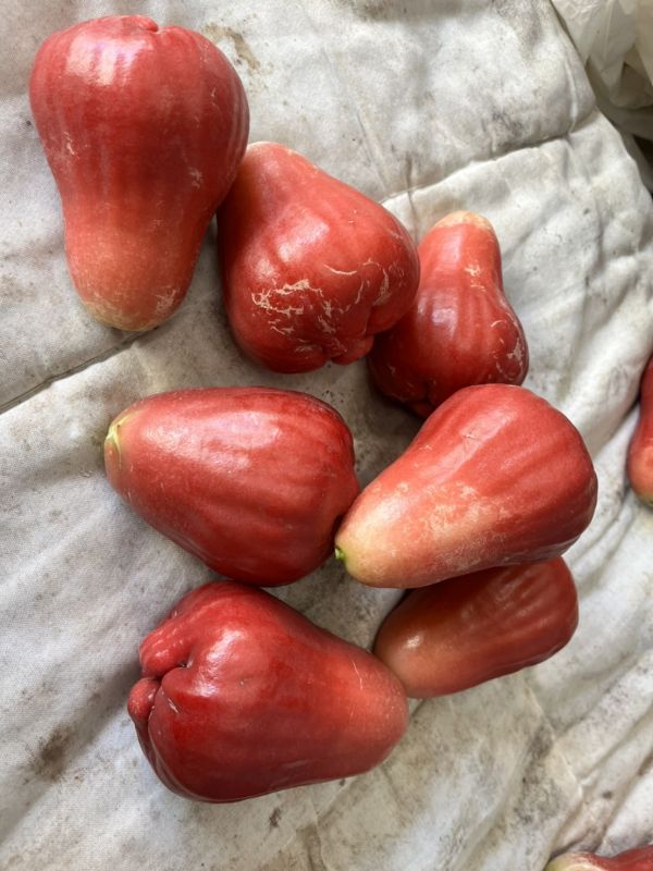 預購 黑糖芭比蓮霧 (免運) 黑糖芭比蓮霧