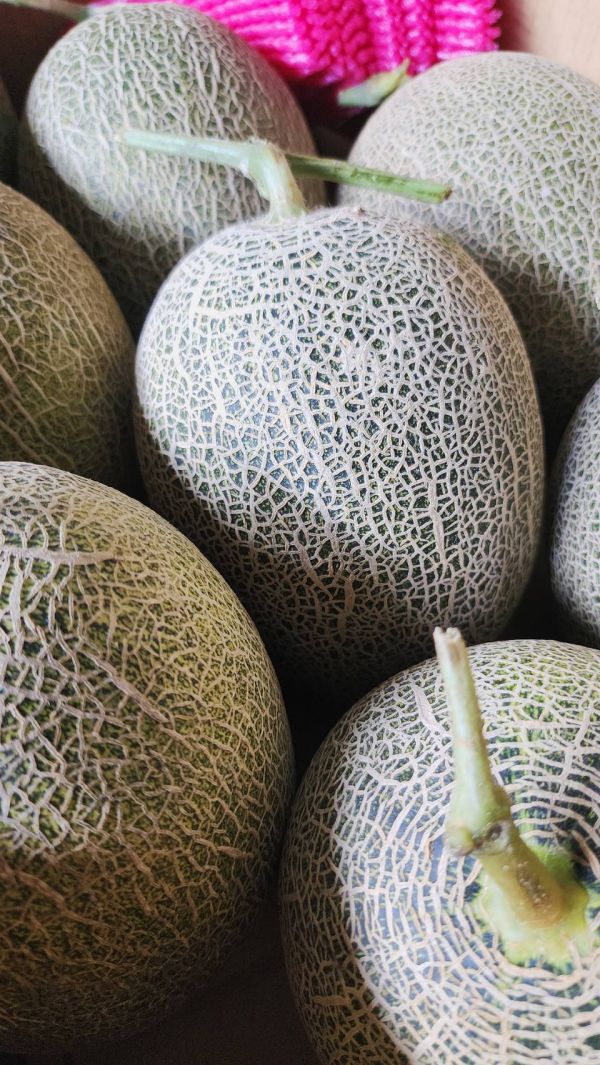 台灣 卡蜜拉哈蜜瓜 卡蜜拉哈蜜瓜, 台南哈蜜瓜, 戶外種植哈蜜瓜, 新品種哈密瓜, 香甜脆口, 甘蔗香, 台南將軍水果, 夏季水果, Smile水果, 果香清甜, 甜而不膩, 高品質水果宅配