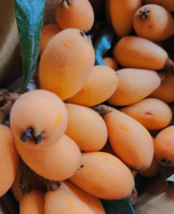 4/1後出貨 新社二櫃-好好吃的枇杷 