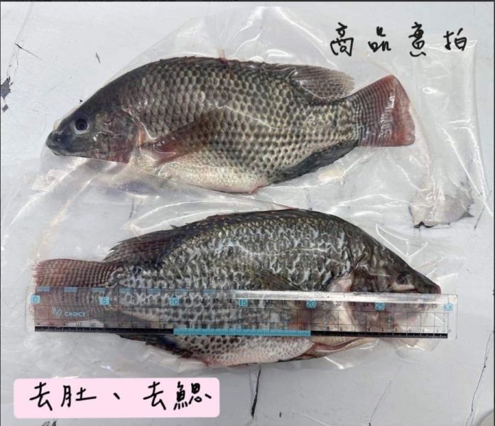 外銷等級《嚴選海吳郭魚》 