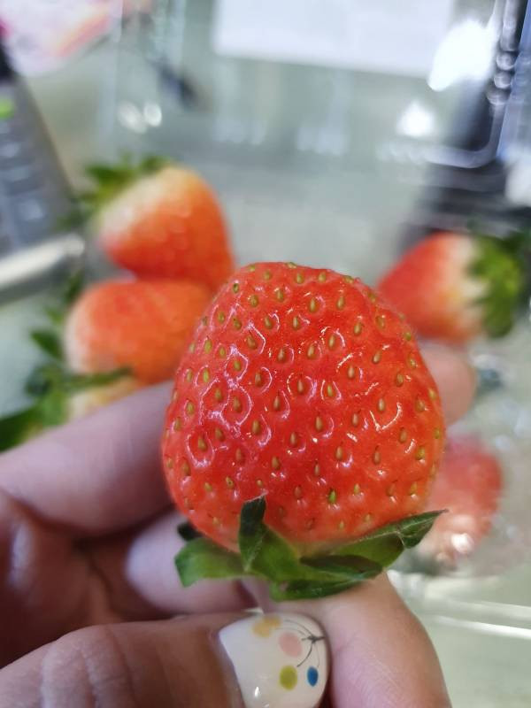 紐西蘭好吃草莓 