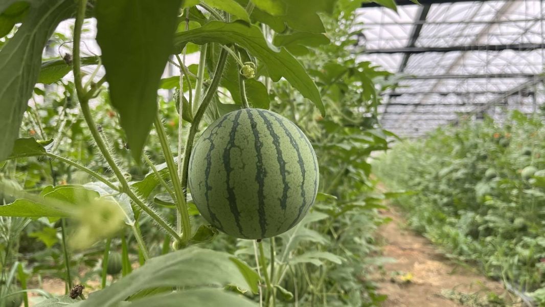 (預購6月中後)迷你西瓜-好好吃唷 