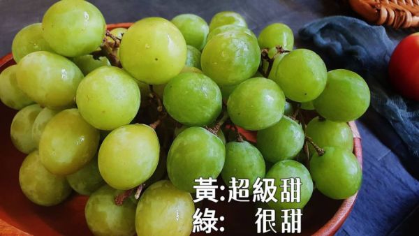 直播 秋脆-綠無籽葡萄 