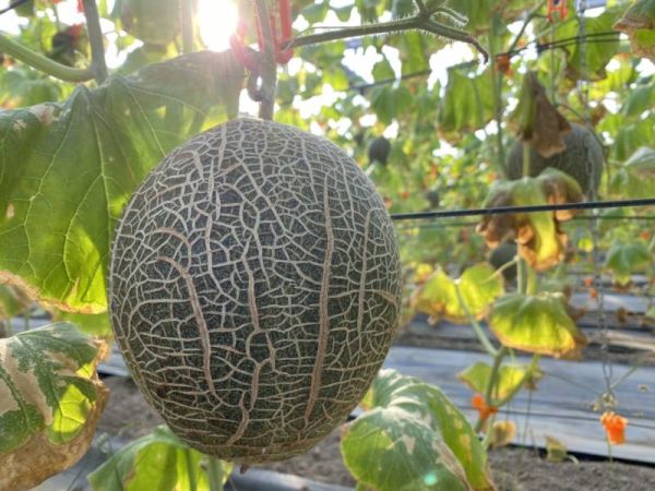 台灣 卡蜜拉哈蜜瓜 卡蜜拉哈蜜瓜, 台南哈蜜瓜, 戶外種植哈蜜瓜, 新品種哈密瓜, 香甜脆口, 甘蔗香, 台南將軍水果, 夏季水果, Smile水果, 果香清甜, 甜而不膩, 高品質水果宅配