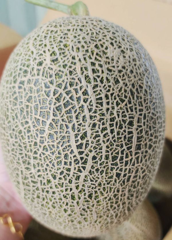 台灣 卡蜜拉哈蜜瓜 卡蜜拉哈蜜瓜, 台南哈蜜瓜, 戶外種植哈蜜瓜, 新品種哈密瓜, 香甜脆口, 甘蔗香, 台南將軍水果, 夏季水果, Smile水果, 果香清甜, 甜而不膩, 高品質水果宅配