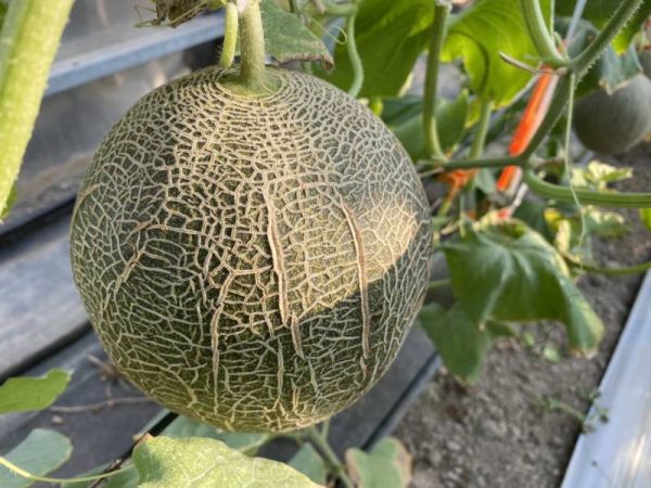 台灣 卡蜜拉哈蜜瓜 卡蜜拉哈蜜瓜, 台南哈蜜瓜, 戶外種植哈蜜瓜, 新品種哈密瓜, 香甜脆口, 甘蔗香, 台南將軍水果, 夏季水果, Smile水果, 果香清甜, 甜而不膩, 高品質水果宅配