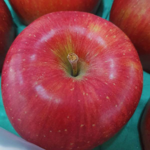 直播 -日本紅顏姬蘋果  -完全零負評 