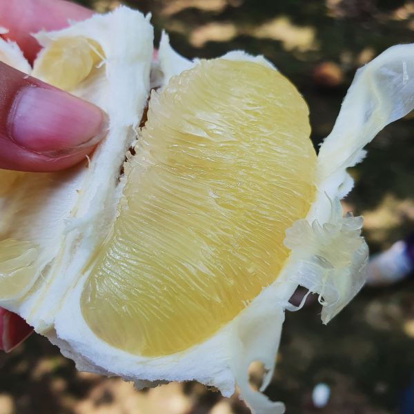 (預購)老欉50年柚子(5斤) 