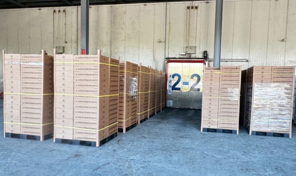 韓國麝香葡萄-優惠版 韓國麝香葡萄、進口水果、精品水果、甜香葡萄、節慶送禮、水果禮盒推薦、冷藏宅配、新鮮水果、禮盒首選、Smile水果