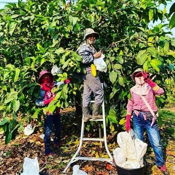 預購 黑糖芭比蓮霧 (免運) 黑糖芭比蓮霧