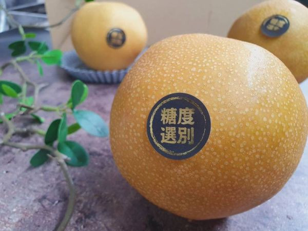 直播 台灣優等梨(一切就爆汁 非常甜蜜) 