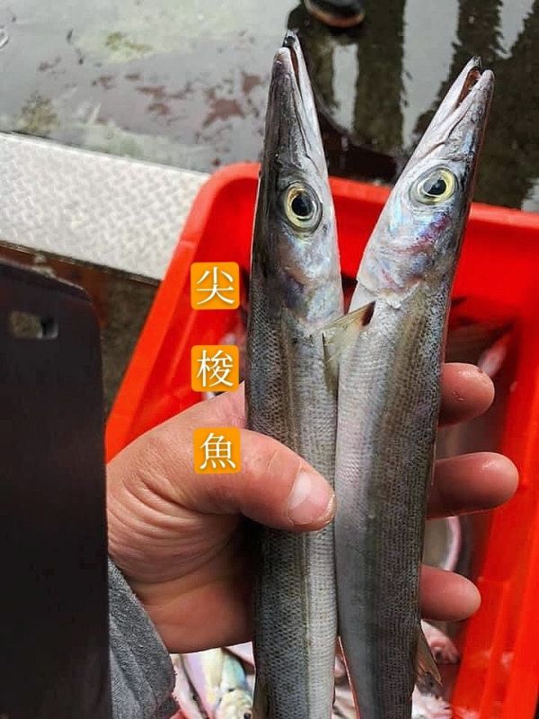 野生尖梭魚-10包免運-肉細緻 無暗刺 