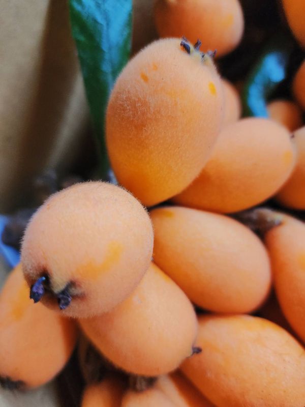 4/1後出貨 新社二櫃-好好吃的枇杷 