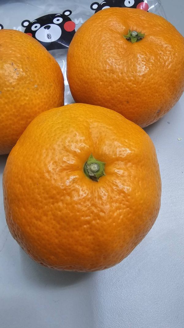 日本熊本蜜柑(特價優惠中) 